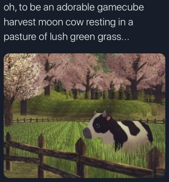 Oh to be an adorable harvest moon cow resting in a pasture of lush green grass