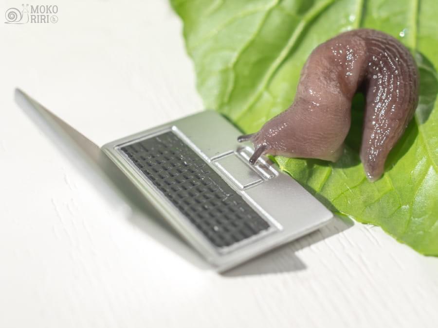 A snail using a laptop computer