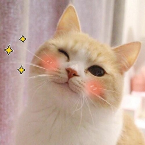 A blushing cat