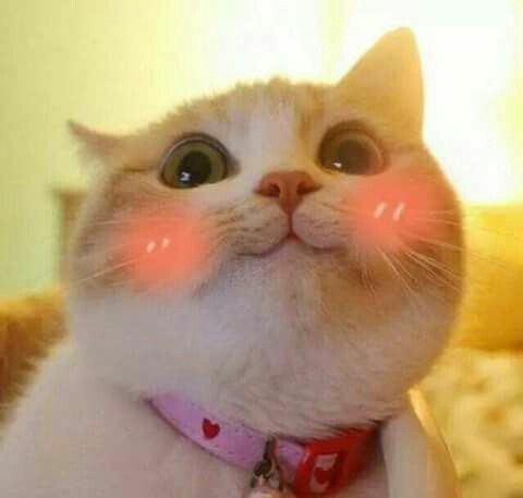 A blushing cat