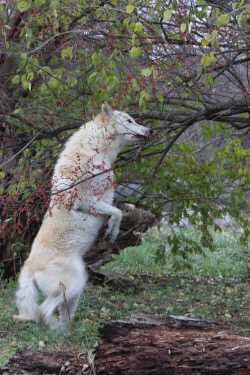 A big white dog reaches up to eat some berries