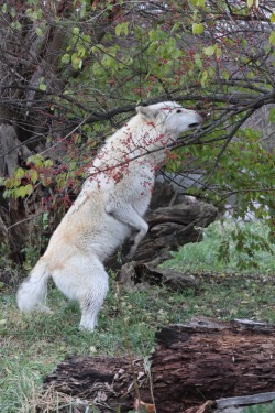 A big white dog reaches up to eat some berries