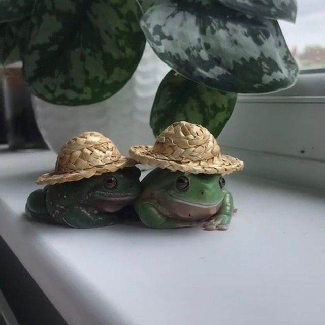 A couple of frogs in cute straw hats