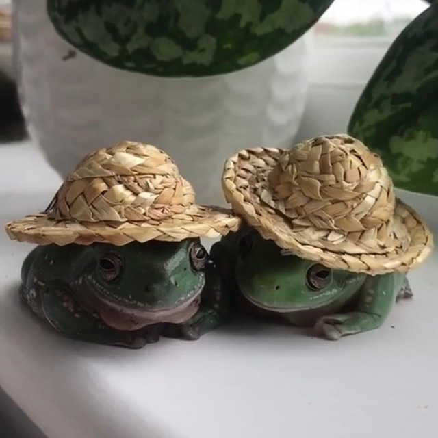 A couple of frogs in cute straw hats